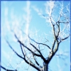 frozen