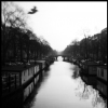 bird over grachten