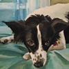 Zadie