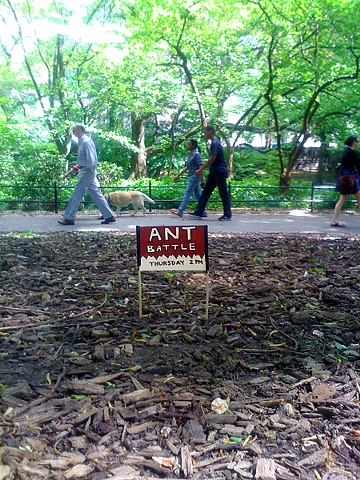 ANT BATTLE