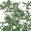 Marijuana Project