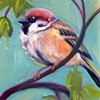 Sweet Sparrow