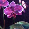 Purple Jewels