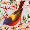 Sing Me to Spring (Painted Bunting)