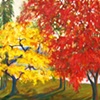 Maple Beauties