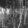 Tate Sticks