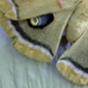 Polyphemus Eyes