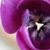 Purple Passion