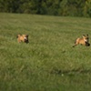 Run Fox Run...