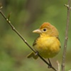 Summer Tanager 3