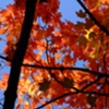 Autumn Glory