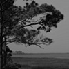 Backwater View