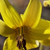 Yellow Trout Lily 3