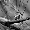LA Waterthrush