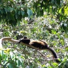 Howler Siesta