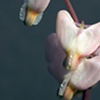 Dutchmen's Breeches 1