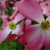Cornaceae Cornus