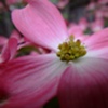 Bracts of Color