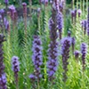 Spikes of Color