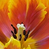 Tulip on Fire