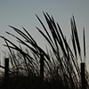 Dune Builder