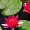 Floating Color