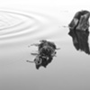 Ripple Effect