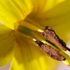 Yellow Trout Lily Close