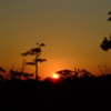 Pine Savanna