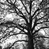 Quercus alba