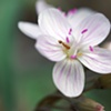 Spring Beauty