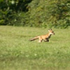 Foxy Run