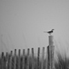 The Watcher