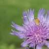 Skipper