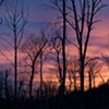 Winter Sky