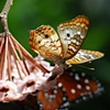 Butterfly Effect