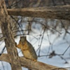 Winter Critters