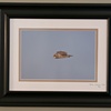 Shortee Flyby - Framed