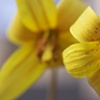 Yellow Trout Lily Pair