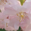 Blossom