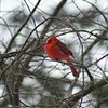Winter Color