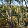 Birchcolor2