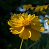 Coreopsis Tear