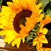 Sunny