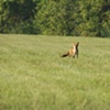 Curious Fox