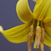 Yellow Trout Lily 