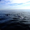 Swim Along