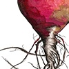 Beet