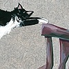 "Bird"
