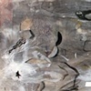 Pornoramas II